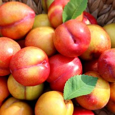 당도선별 새콤달콤한 김천 햇 자두, 1개, 3kg (중과)