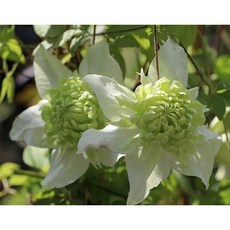 [신라난농원]클레마티스.으아리.알바 플레나.신상품입고.겹꽃.사랑스러운형.그린색.백크림색.노지가능.노지월동가능.인기.필독뒷사진참고, 1개