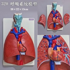 인체 소화기계 모형 모델 해부학 내과 구조 위장 교구 소장 교육용 대장, 320/호흡기 38x22x13cm