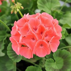 제라늄 매버릭 씨앗 Pelargonium Geranium 5립, 매버릭_살몬