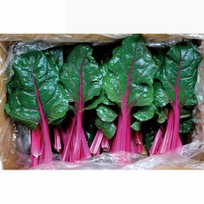 야채왕 적근대, 1kg, 1개