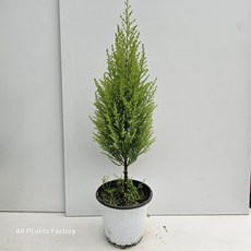 그린식물팜 율마 외목대 중품 반려식물 공기정화 허브, 1개