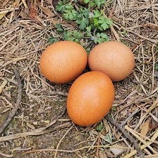 [난각번호1번] 초란 자유방목 유정란 무항생제 계란, 1개, 20구