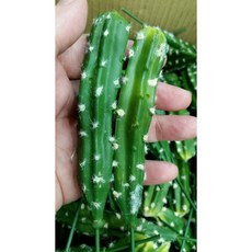 仿真仙人掌盆栽：大仙人掌 仿真人造多肉植物系列，單枝筆狀設計，免澆水易打理，居家綠植裝飾, 1個, 如圖