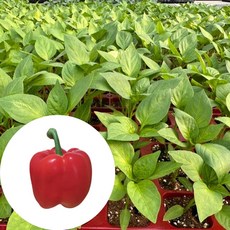 새마을총각 빨강 파프리카모종, 2개