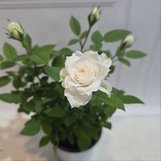 흰색장미 화이트장미 흰색 노지월동 미니장미 사계장미 건돌이, 1개, 기본