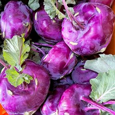 제주도 산지직송 콜라비 달콤아삭 로얄과 자색콜라비 5kg, 1