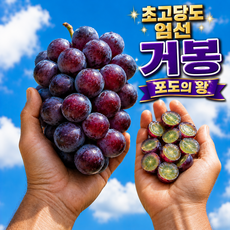 [재구매1위] 꿀즙황홀 국내산 고당도 거봉 포도, 1박스, 500g / 1송이