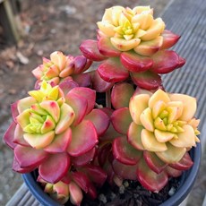 꽃보다 예쁜 다육식물 8종, 6번 [매직잼골드]