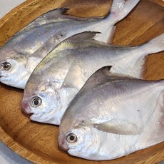 횟감용 생물 병어 횟감 병어 횟감 병치 자랭이 병어 회 덕자병어 참병어 제사생선, 1개, 1kg 5~9미