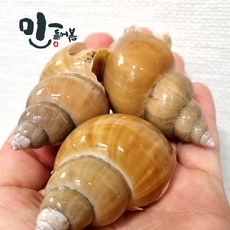 만들어봄 백고동 백골뱅이 포항구룡포 당일조업 산지직송 산소포장 제철 생물백골뱅이, 1개, 1kg 중소 믹스 (25~35미)