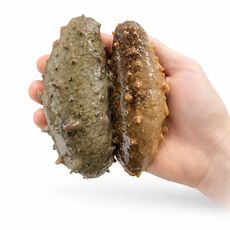 통영 산지직송 자연산 활해삼, 3개, 500g