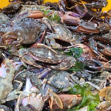 싱싱해 냉동 돌게5kg내외, 1개