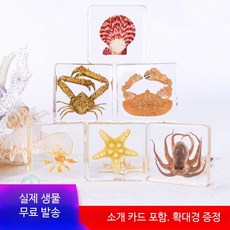 해양생물 표본세트 아크릴 바다생물 모형 학습용 교육용 곤충 관찰 수집 붉은귀슬라임거북 미들 크기, 1개
