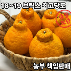창주농장 명품 하우스 한라봉 15 브릭스 5kg 10kg, 1박스, 대과 5kg