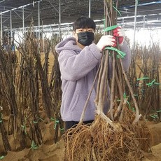 무화과나무 묘목 바나네 2년 결실주 청무화과 특묘