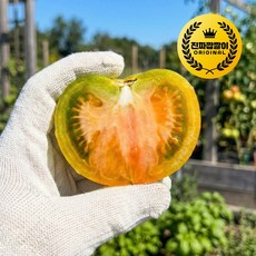 [재구매1위] 한정특가 정품 짭짤이 대저토마토, 1박스, 500g(로얄과)