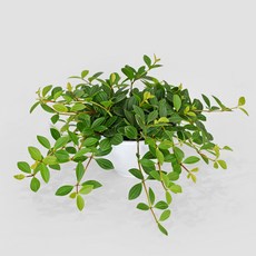 마이플랜트 홀리페페 행잉플랜트, 1개