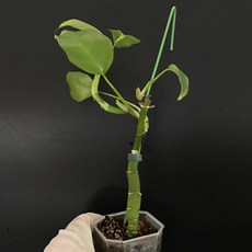 무늬 잃은 히메 바리에가타 무늬 라피도포라 동일품배송