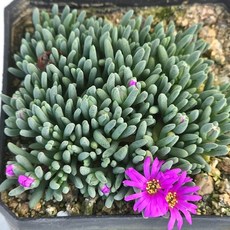 꽃이 피어난 별의 눈물 다육 파란색 뾰족한 잎과 분홍색 꽃이 아름다운 다육식물, 1개, 청색