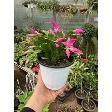 박씨농원 게발선인장 핑크, 1개