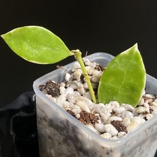 호야 아사미 우노소보 라쿠노사 바리에가타 동일품배송