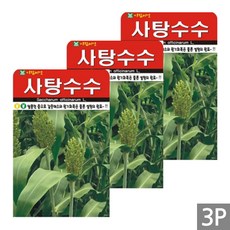 세인화분 사탕수수 30립 - 국산 단수수 씨 씨앗, 3개