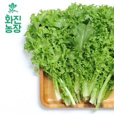 화진농장 특상품 치커리 1kg(실중량1~1.3kg) 산지직송, 1박스, 1kg