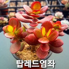 다육식물 예쁜 국민다육이 공기정화, 7번 [염좌]중품