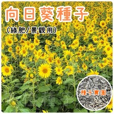 向日葵種子 (綠肥/景觀用) - 全年可播種，易於種植，美化環境, 1個