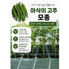 (농업창조영농조합법인) 아삭이 고추모종 (5포기) 맛있는고추 모종 채소모종 텃밭모종, 5개