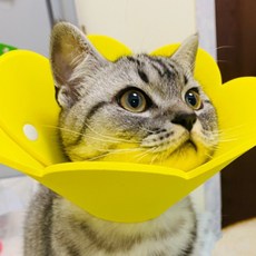 고양이 부직포 넥카라 강아지 목 보호대 소형 초경량 꽃 받침 펠트 중성화 깔때기 수술 상처 긁음 방지, D_핑크_XS, 1개