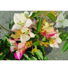 特殊品種7吋大盆 印度安娜索菲亞 唯美仙系 九重葛/三角梅 一盆一枝樹枝苗含盆 植栽盆栽花盆好心情, 1個