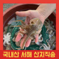 [산지직송] 봄 제철 당일조업 랜덤 알베기 국내산 서해 활쭈꾸미, 1박스, 1kg