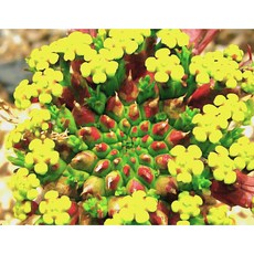 팅커벨 꽃이예쁜 공작환외목대, 1개