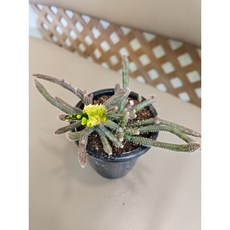 팅커벨 립살리스캣, 1개