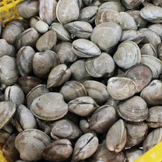 제철 백상합 백합 조개 2kg 소 백생합, 1개