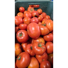 스마트팜 완숙토마토 아삭아삭, 1개, 주스용5kg(랜덤과)