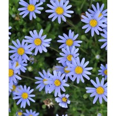 페르시아블루데이지 내한성 다년초 (묘종3개) 사철연속개화 규격10cm화분묘 [케이야생화], 1개