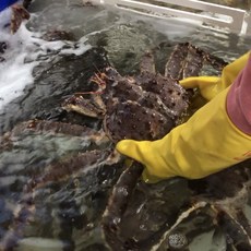 [동해항씨푸드] 당일발송 러시아킹크랩 찜 브라운 레드 블루 킹크랩 자숙, 1개, 찜 전 2.5kg 내외
