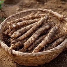 농산물마루 국내산 우엉, 1박스, 우엉 1kg