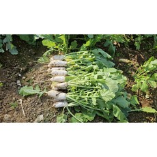 고랭지 강원도 알타리 무 산지직송, 1세트, 10kg