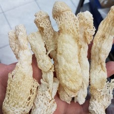 竹笙 野生 大支 厚肉 1兩/37.5g, 1個, 一兩/37.5g