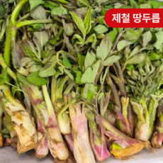[당일수확] 햇 두릅 땅두릅 독활 눈꽃땅두릅 백미향 두릎, 1개, 1kg