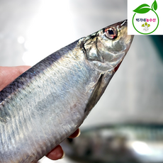 동해안 생물 청어 1미 280g내외 당일조업 비손질, 1개, [당일조업]동해안 생물 청어1미(280g내외) 비손질