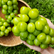 농장직송 스타샤인머스켓 고당도 씨없는포도, 1박스, 특급 2Kg (2-3수)