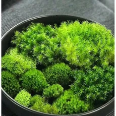 苔蘚組合 適用於盆栽生態瓶水族箱造景, 1個