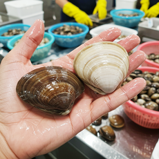 [1차해감완료] 청정거제직송 생물 참백합 조개, 1박스, 1kg