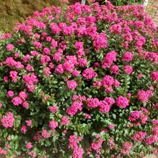 무카 왜성 백일홍나무 삽목 2년생 묘목 미니 배롱나무 여름꽃 목백일홍 개화주 정원조경수 (같이가치농원), 1개