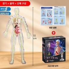 인체 근육 해부 의료용 모형 뼈 교육용 전신 모델, 32cm + +, 1개, 기본 색상